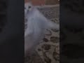 A random cat video🥹 #edit #cat #dance