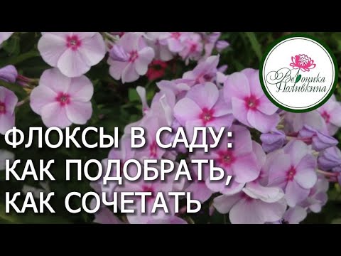 ФЛОКСЫ ДЛЯ САДА - КАКИЕ ВЫБРАТЬ, КАК СОЧЕТАТЬ МЕЖДУ СОБОЙ