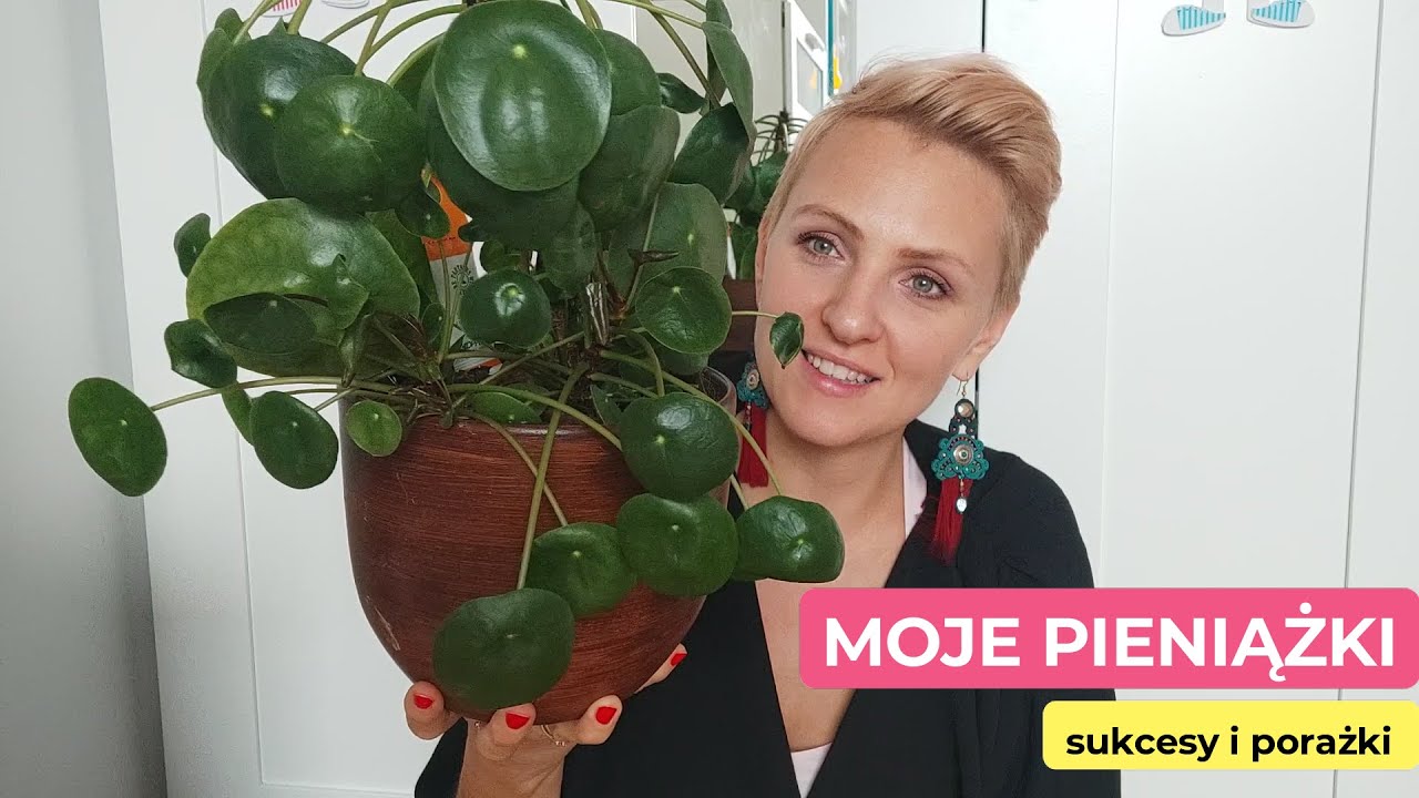 Moje pieniążki | Sukcesy i porażki | Problemy z pieniążkami | Pilea pepermiowata