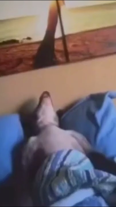 Sleeping dog meme