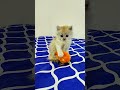 The most hilarious kitten and chick encounter