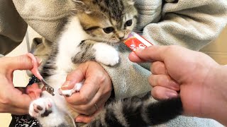チュールにつられて爪切りする子猫が可愛い