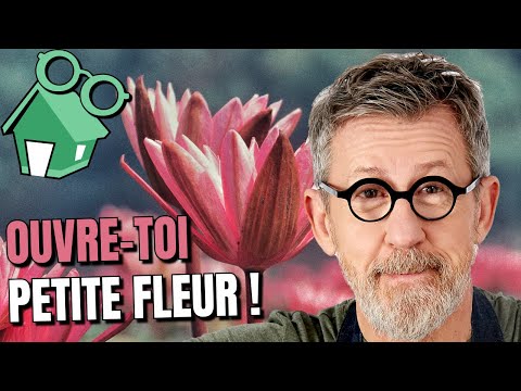 🌸  Pourquoi les fleurs s’ouvrent et se ferment 🌷