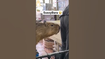 SussyBara #capybara #jaguar