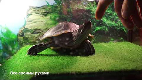 Поговорим о лампах для красноухих черепах! ОЧЕНЬ ВАЖНАЯ ИНФОРМАЦИЯ!