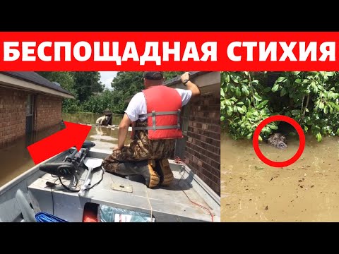 ► 16 ЧАСОВ в ВОДЕ. Спасение ЖИВОТНЫХ после СТИХИЙНОГО Бедствия