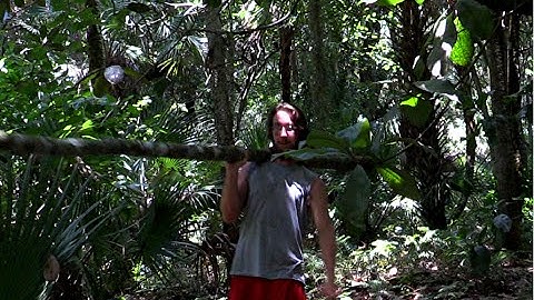 How to Make a Primitive Bow pt.1: Harvesting and Seasoning | Primitive Tim