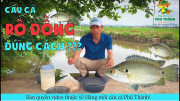 Bài mồi câu cá rô đồng hiệu quả cao - Part 1