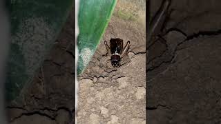 Celebrity Chirping Cricket #winter #gardern diaries #jhingur #stridulation #insect sound at night #vlog Wealth