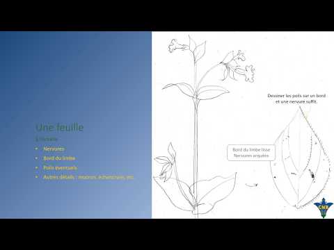Vidéo: Faire des dessins botaniques : comment créer votre propre illustration botanique