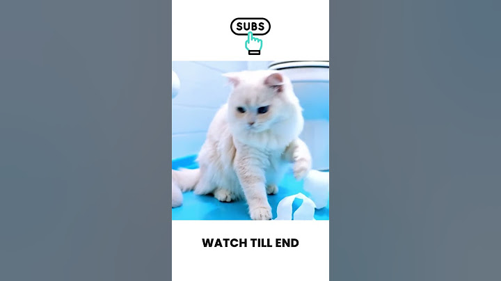 When Your Cat Thinks It’s a Ninja… (EPIC FAILS) 🐱💥