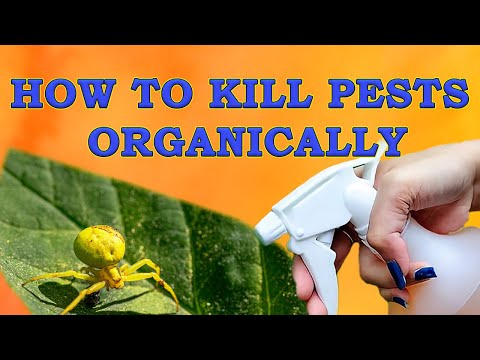Video: Gartenbausprays verwenden und insektizides Seifenspray für Pflanzen herstellen