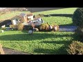 Sheep invade dads garden for a year