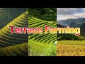 Farming methods of agriculture  what is terrace farming