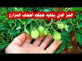 بهاي الطريقة اصبح الثمر مضاعف