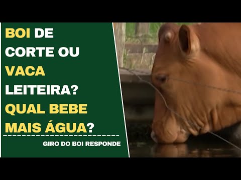 BOI DE CORTE OU VACA LEITEIRA? QUAL BEBE MAIS ÁGUA?