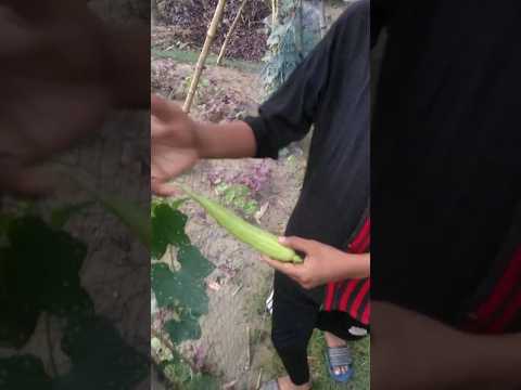 বাসায় বসে টাকা সঞ্চয় #shorts #viral #vegetables #farming