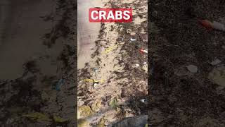 Crabs on the sand