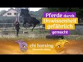 Warum Pferde gefährlich werden und wie die Kraft des Friedens wirkt- Pferdesprache-Pferdepsychologie