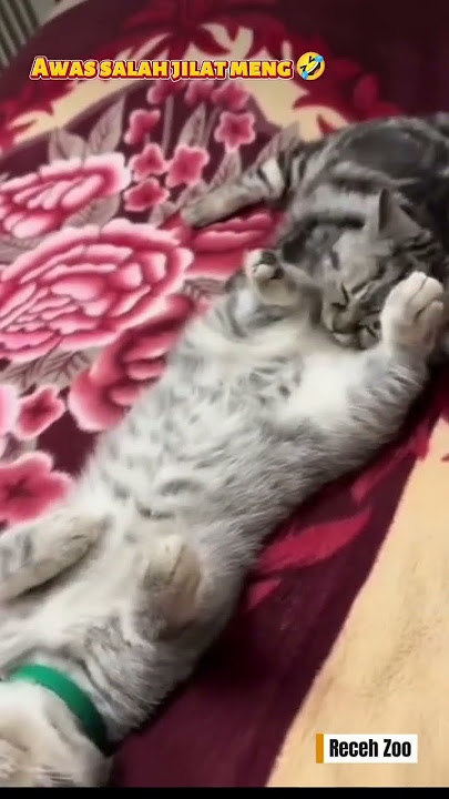🐱waduh ke enakan !!