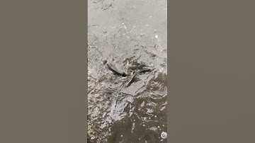 l helped the stranded fish back home (Toi da cuu duoc con ca mac can tren ruong lua) #fish #animals