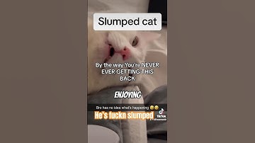 When the CATNIP hits JUST right 🌲#meme #memes #tiktok #funny #cats #cat #animal #fyp #lmao #animals