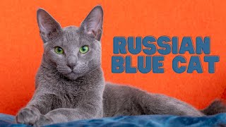 This Cat Will Make You Lose Your Mind! Russian Blue