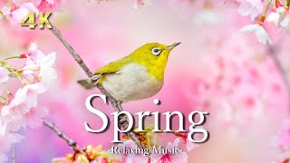 【４K】春の美しい大自然｜絶景とピアノのリラックス音楽｜Spring