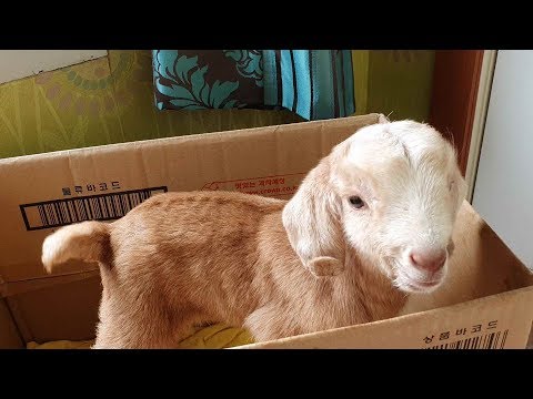 어미가버린 아기염소 살리기 !! 1편!! Baby Goat Restoration Project!! Part 1!!