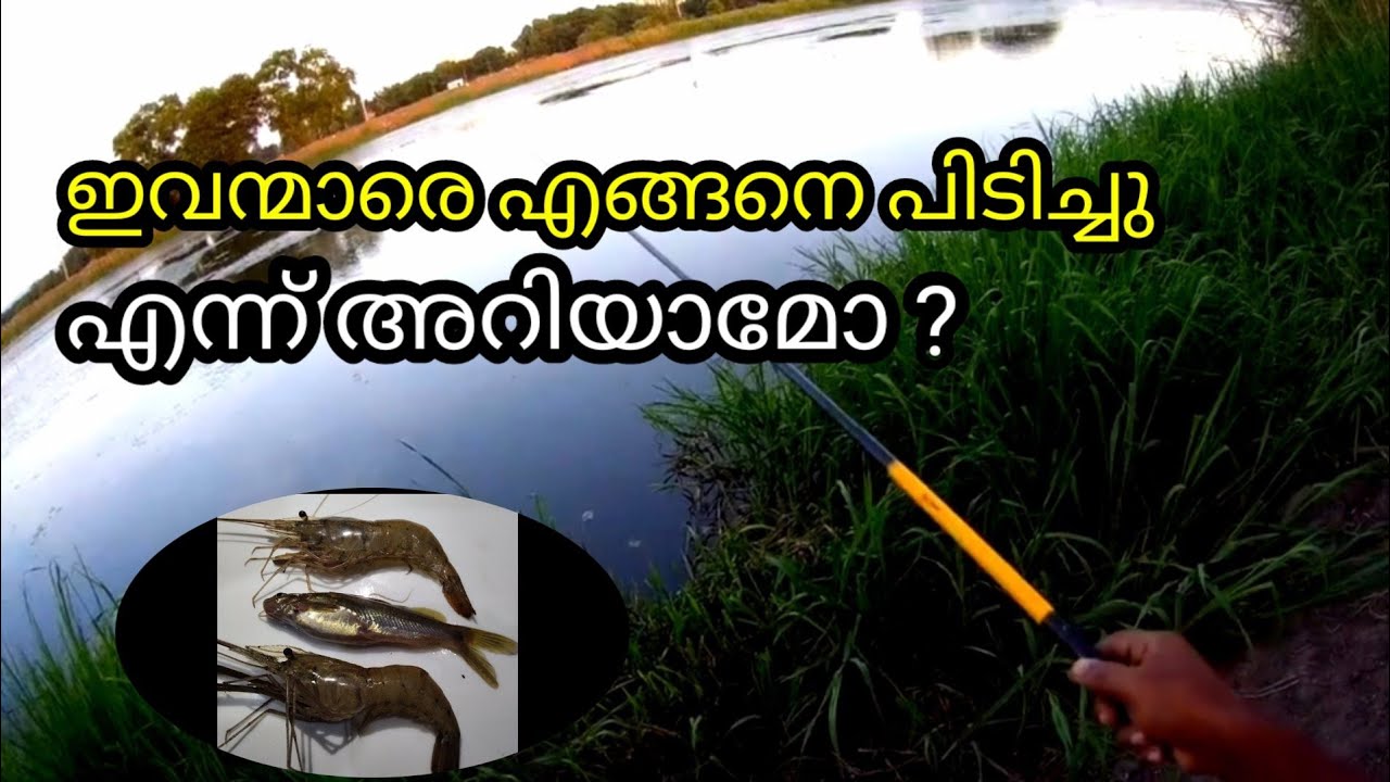 Fishing malayalam River shrimps catching YouTube