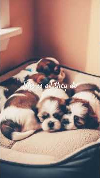#DreamScreenAI #dog #dogs #cute #cutedog #sleep #happy #life