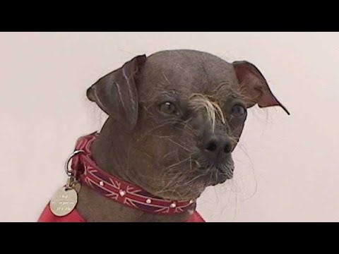 Video: Mugly The Dog - Världens Fulaste Hundvinnare