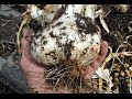 Harvesting Garlic /Planting/ Elephant Garlic/ How to use Corms