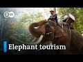 Elephant rides in Thailand: Fun or cruel? | DW Documentary