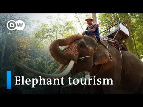 Vídeo: Elefants a Tailàndia: fets interessants