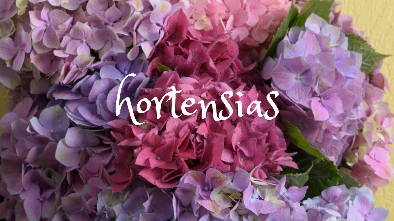 Hortensias. Como revivirlas cuando están deshidratadas - YouTube