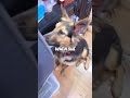 Dog Gets A Permanent Home And An Own Bed ❤️