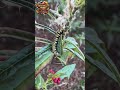 🦋:#ButterflyStory #Inspiration #DreamBig #NeverGiveUp #Transformation #BelieveInYourself #NatureBeau