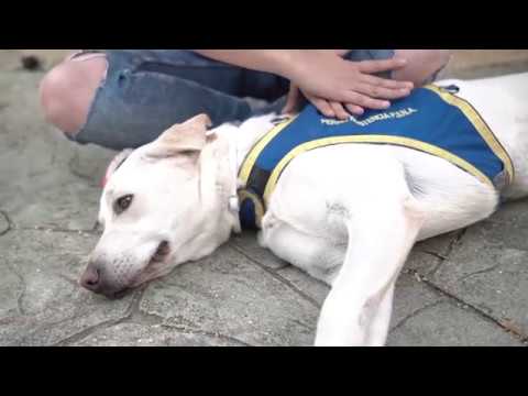 Video: Este perro de servicio hace la vida más fácil para un niño con autismo incluso en el hospital