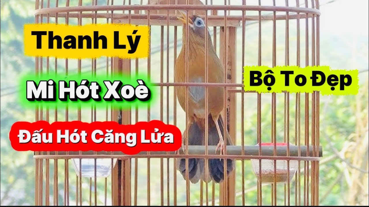Thanh Lý Mi Gẫy Lông Đuôi / Đấu Hót Căng Lửa Hót Đảo Giọng / Mi Mộc Dở Hót Xoè Đuôi Lá Vả Cực Hay
