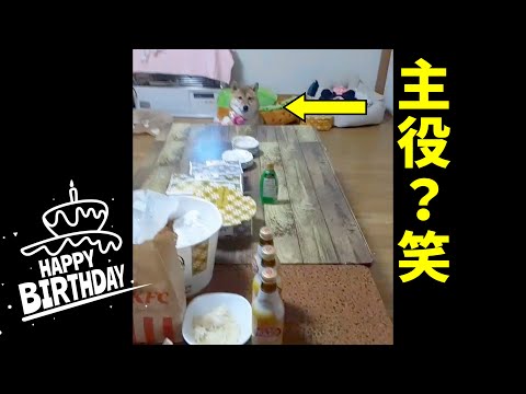 t【柴犬】誰よりも先に、お誕生日席で待ってる柴犬 アフレコ #shorts