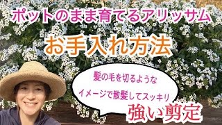 【アリッサム】強い剪定(ポットのまま育てるアリッサム)