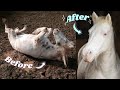 Pampering all of My Horses for 24 Hours! | This Esme