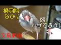 換羽期で頭トゲトゲの桜文鳥ほーちゃん　文鳥動画