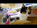 Furminatorファーミネーターを買ったので、猫様をブラッシングしてみた