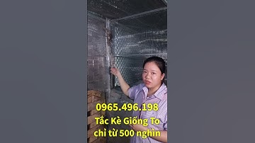 Thu Lời Khủng Từ Nuôi Tắc Kè Mô Hình Nuôi Tắc Kè Giống To, Mang  Lại Hiệu Quả Kinh Tế Cao