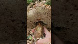 One Big @$$ Bitter Bolete #foraging