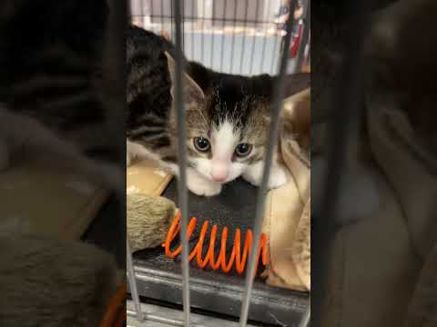 I work at a #cat adoption centre. 🥰 Meet the #kittens!!! 😊 #cute