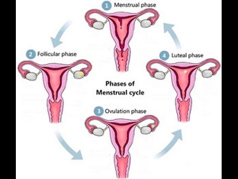 Fase lutea ciclo menstrual