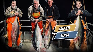 Mixed Bluefin and Yellowfin on the Big Jamaica